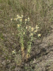 Pseudognaphalium macounii