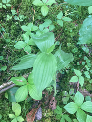 Cypripedium reginae