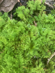 Thuidium