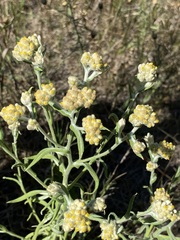 Pseudognaphalium macounii