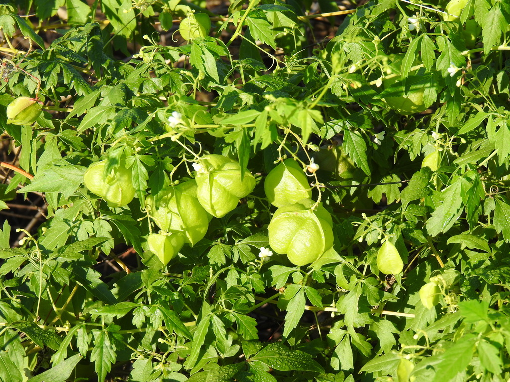 Lesser Balloon Vine from The Colony, TX, USA on September 05, 2022 at ...