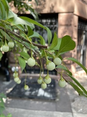 Styrax japonicus