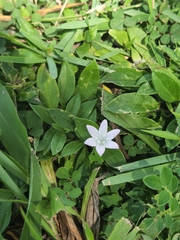 Richardia grandiflora