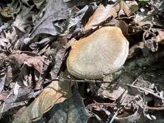 Cortinarius armillatus