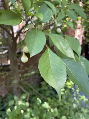 Styrax japonicus
