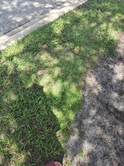 Richardia grandiflora