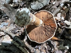 Cortinarius armillatus