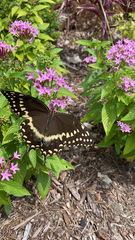 Papilio palamedes