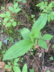 Cypripedium reginae