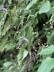 Strobilanthes formosana