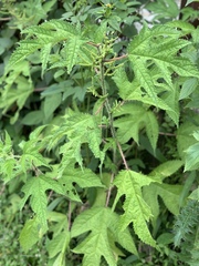 Girardinia diversifolia