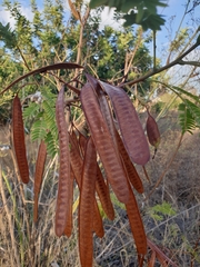 Leucaena leucocephala