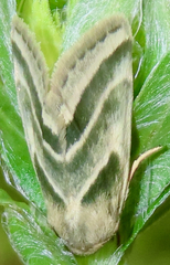 Schinia trifascia