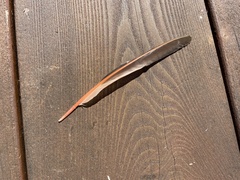 Colaptes auratus cafer