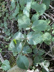 Lonicera hirsuta