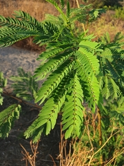 Leucaena leucocephala
