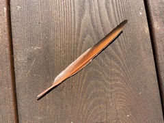 Colaptes auratus cafer