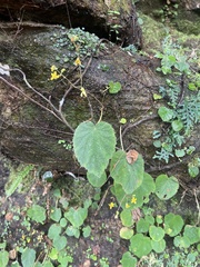 Begonia lutea