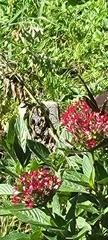 Papilioninae