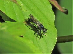 Laphria canis