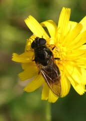 Eristalinae