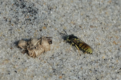 Microbembex monodonta