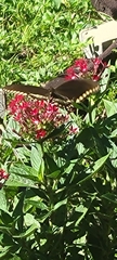 Papilioninae