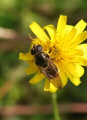 Eristalinae