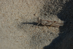 Trimerotropis maritima