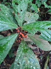 Gesneriaceae