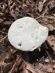 Amanita polypyramis