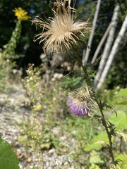 Cirsium pumilum