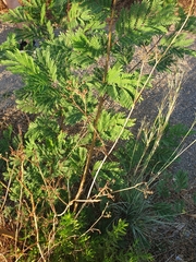 Leucaena leucocephala
