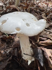 Amanita polypyramis