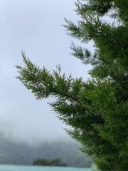 Cupressus macrocarpa