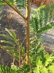 Leucaena leucocephala