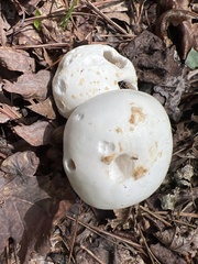 Amanita polypyramis