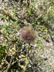 Cirsium pumilum