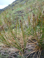 Juncus arcticus
