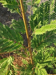 Leucaena leucocephala