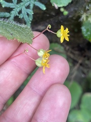 Begonia lutea