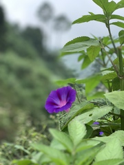 Ipomoea pedicellaris