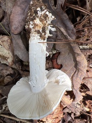 Amanita polypyramis