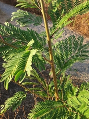 Leucaena leucocephala