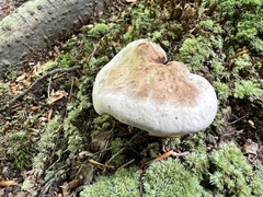 Hydnellum concrescens