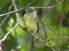 Myiopagis gaimardii