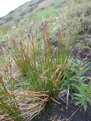 Juncus arcticus