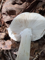 Amanita polypyramis