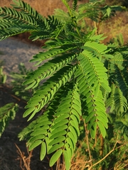 Leucaena leucocephala