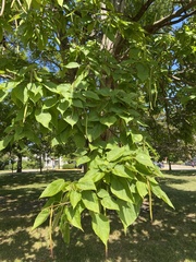 Catalpa speciosa